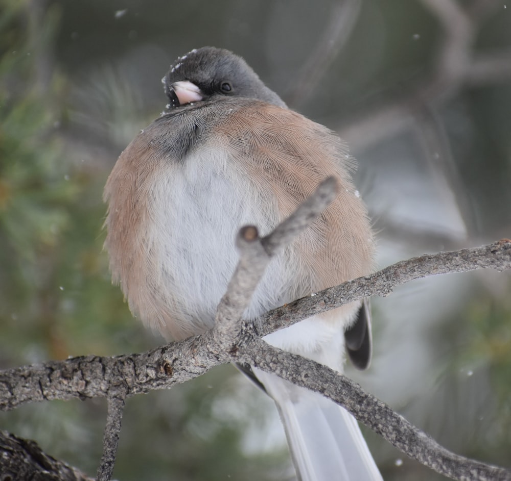 brown, gray, and white bird perching on tree