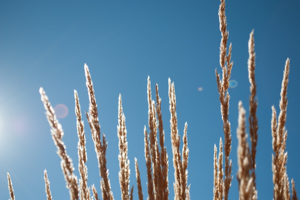 shallow focus photography of wheats