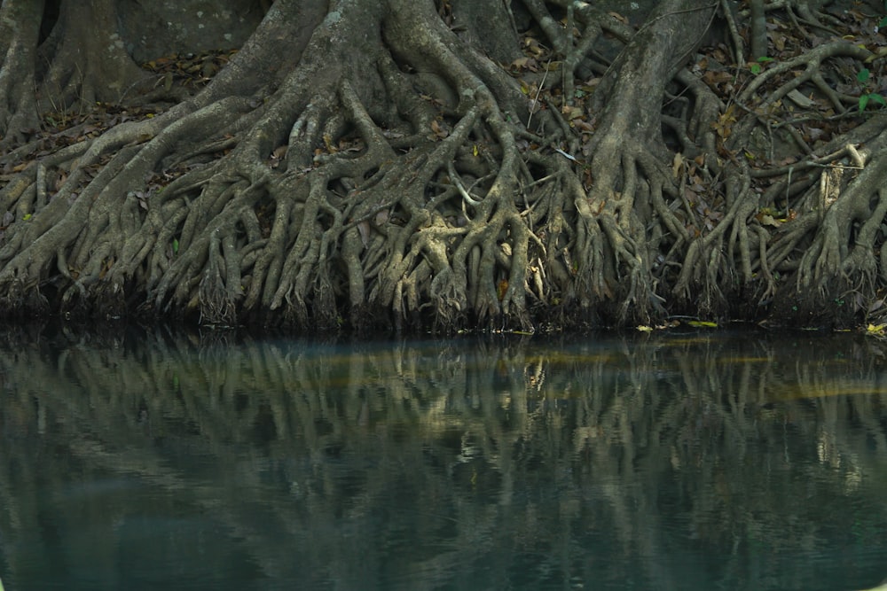 tree roots on body of water