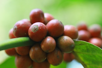 A close-up of ripe berries growing on a native bush.