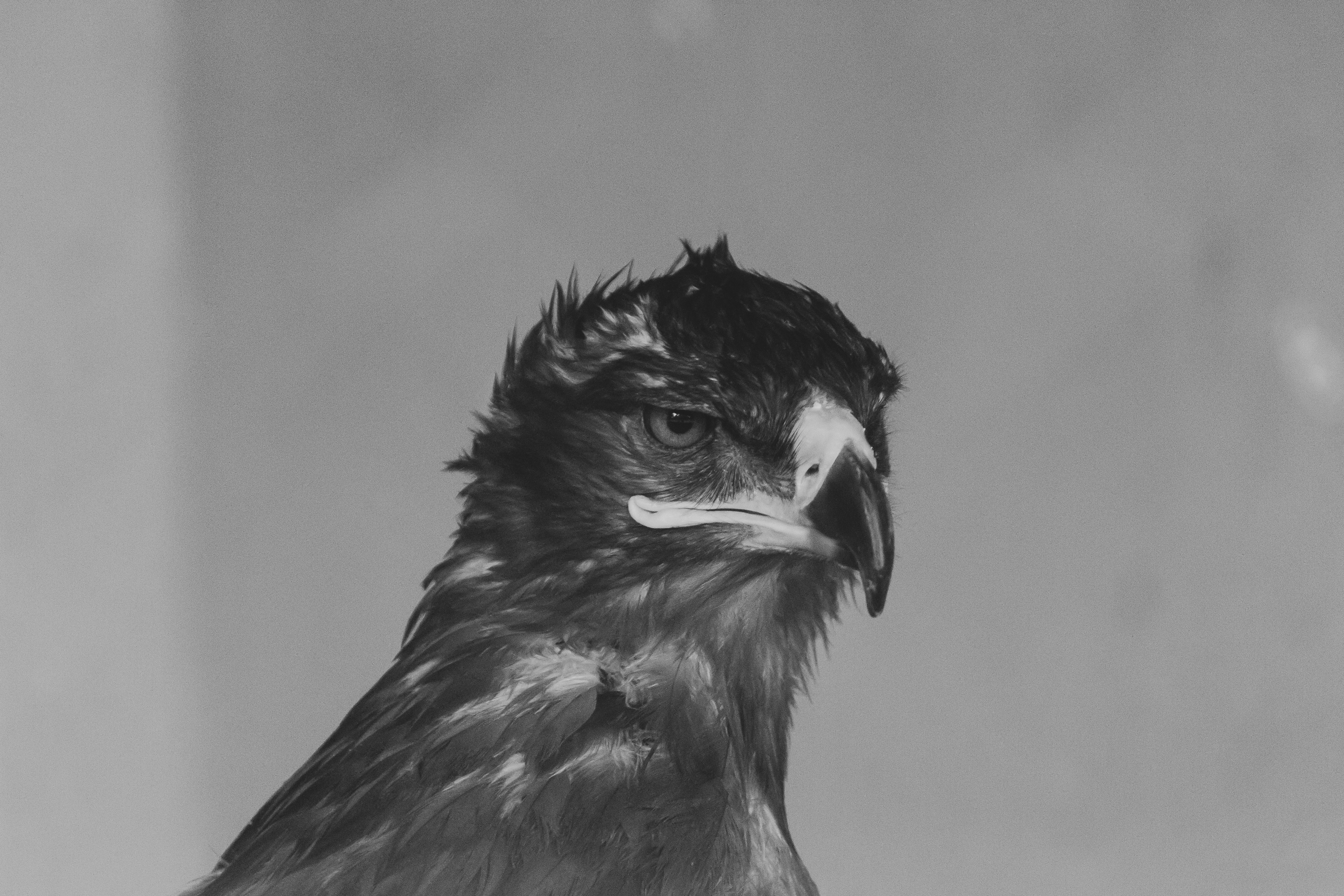 Gray bird illustration photo – Free Grey Image on Unsplash