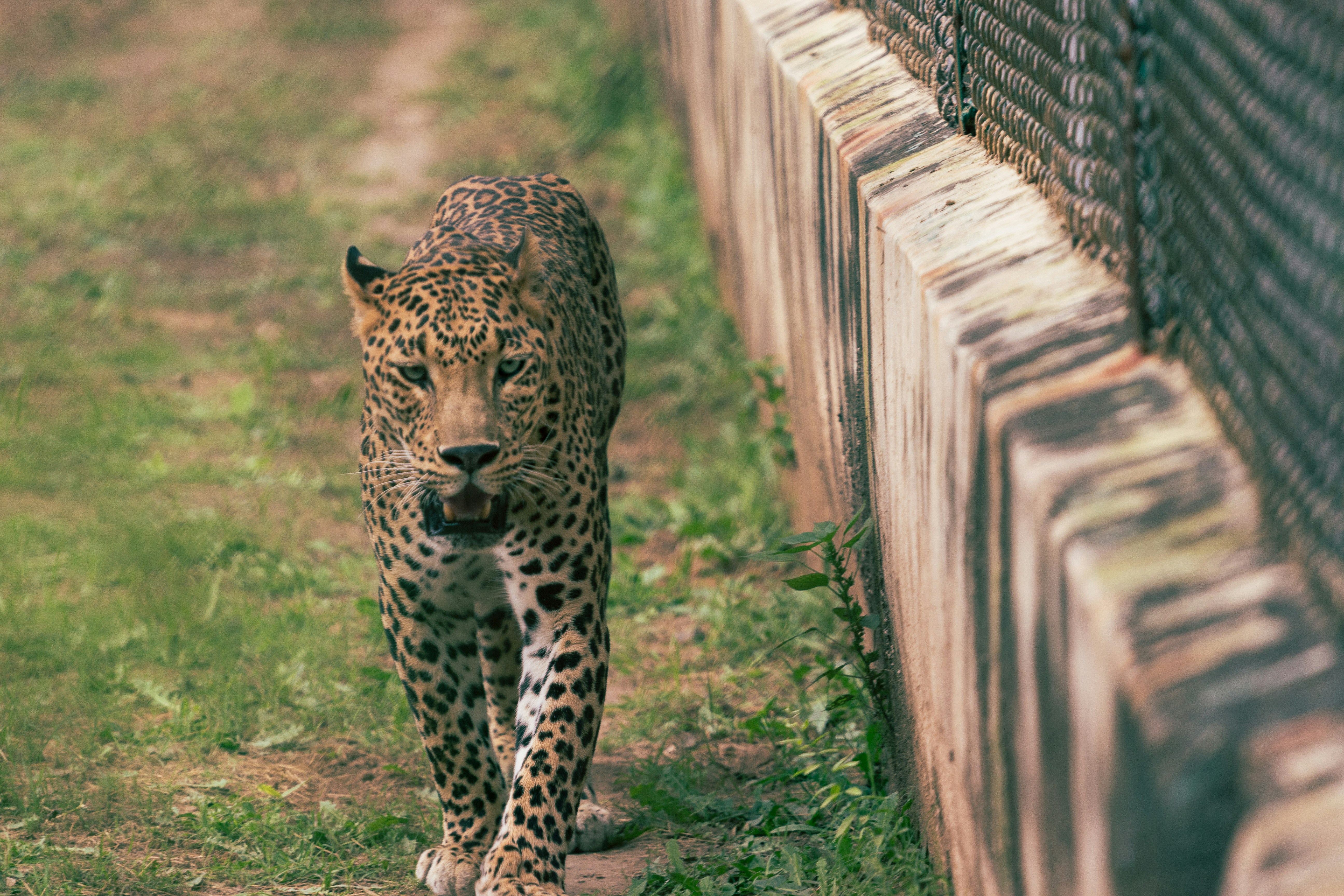Leopard Cat Stalks Through Japanese Farmland (image credits: unsplash)