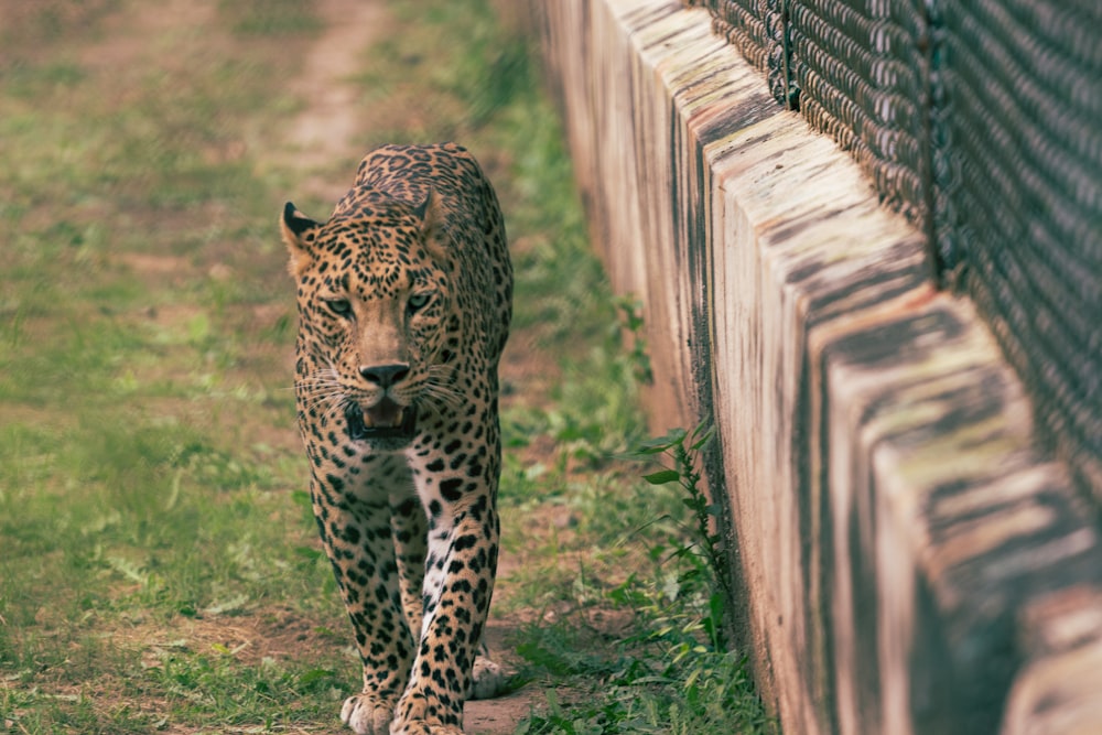 Selektive Fokusfotografie eines Leoparden, der am Zaun entlang geht