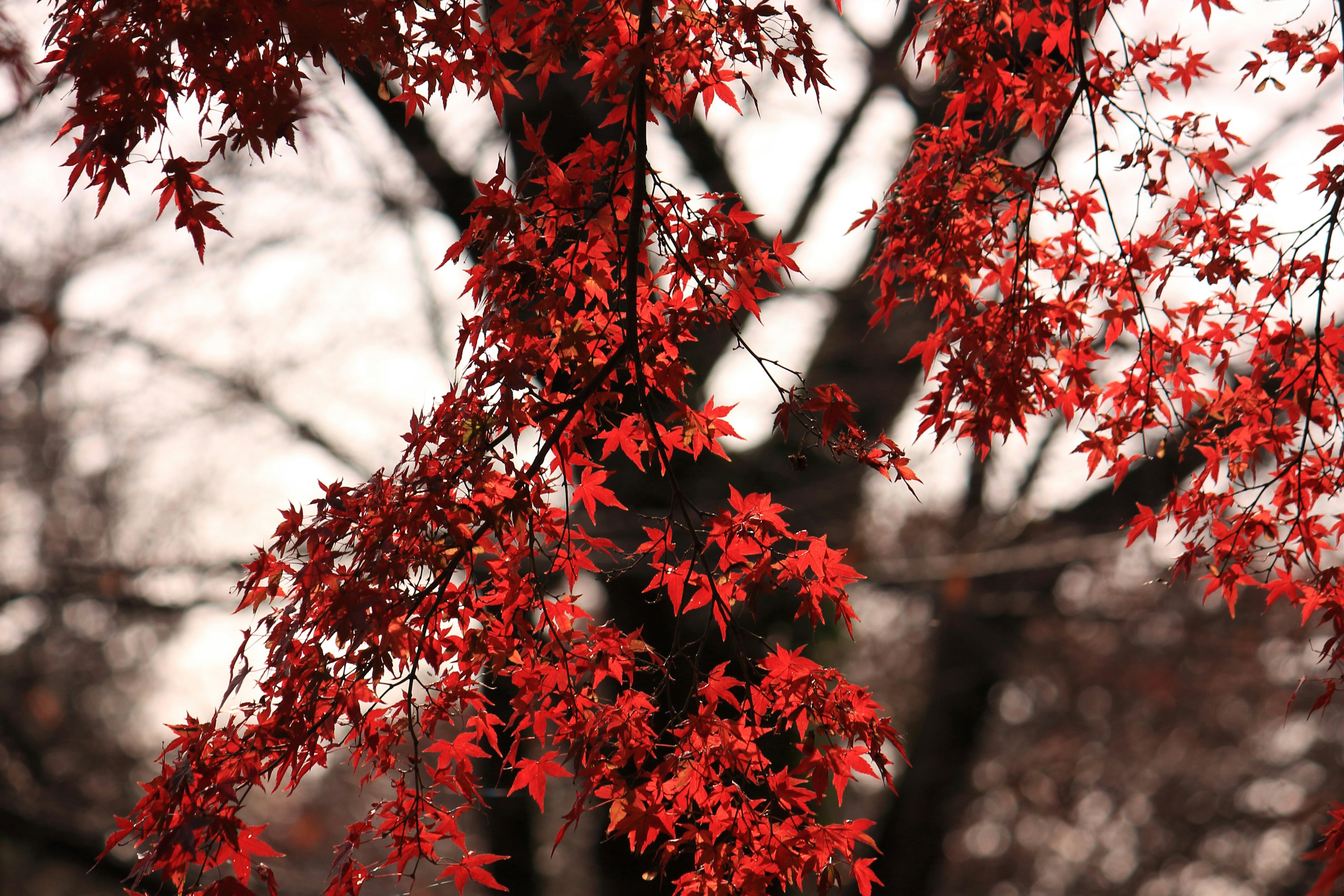 Photo by chungharu