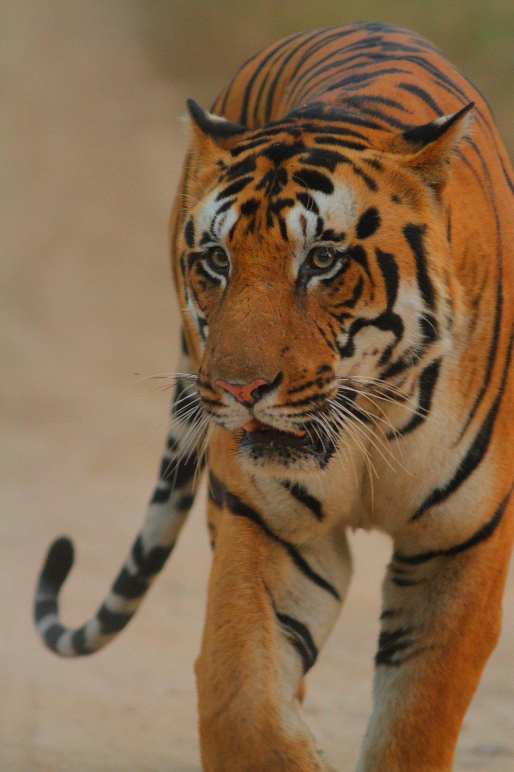 close-up photography of tiger