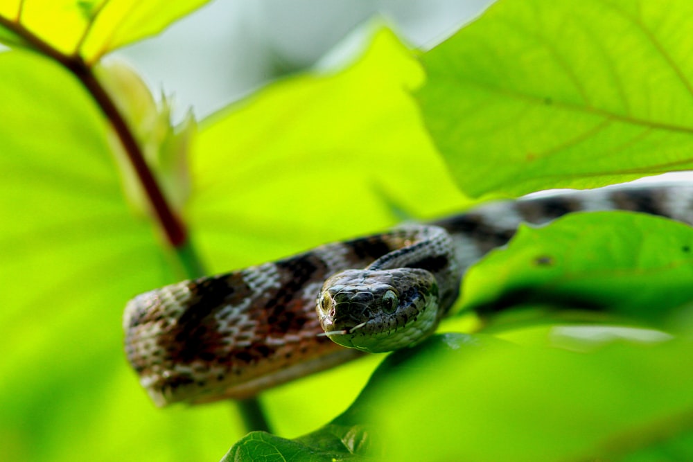 selective focus photography of snake slithering on green leaves