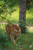 Rolling hills of the Vindhya range with a solitary tiger quietly prowling through underbrush.