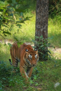 A tiger prowls through a lush, green forest environment. Its gaze is fixed intently forward as if in search of prey. Sunlight filters through the overhead foliage, casting dappled shadows on the tiger's orange and black-striped coat. The scene conveys a sense of the tiger's natural habitat, partially obscured by dense underbrush and tree trunks.