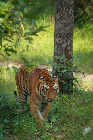 A tiger prowls through a lush, green forest environment. Its gaze is fixed intently forward as if in search of prey. Sunlight filters through the overhead foliage, casting dappled shadows on the tiger's orange and black-striped coat. The scene conveys a sense of the tiger's natural habitat, partially obscured by dense underbrush and tree trunks.