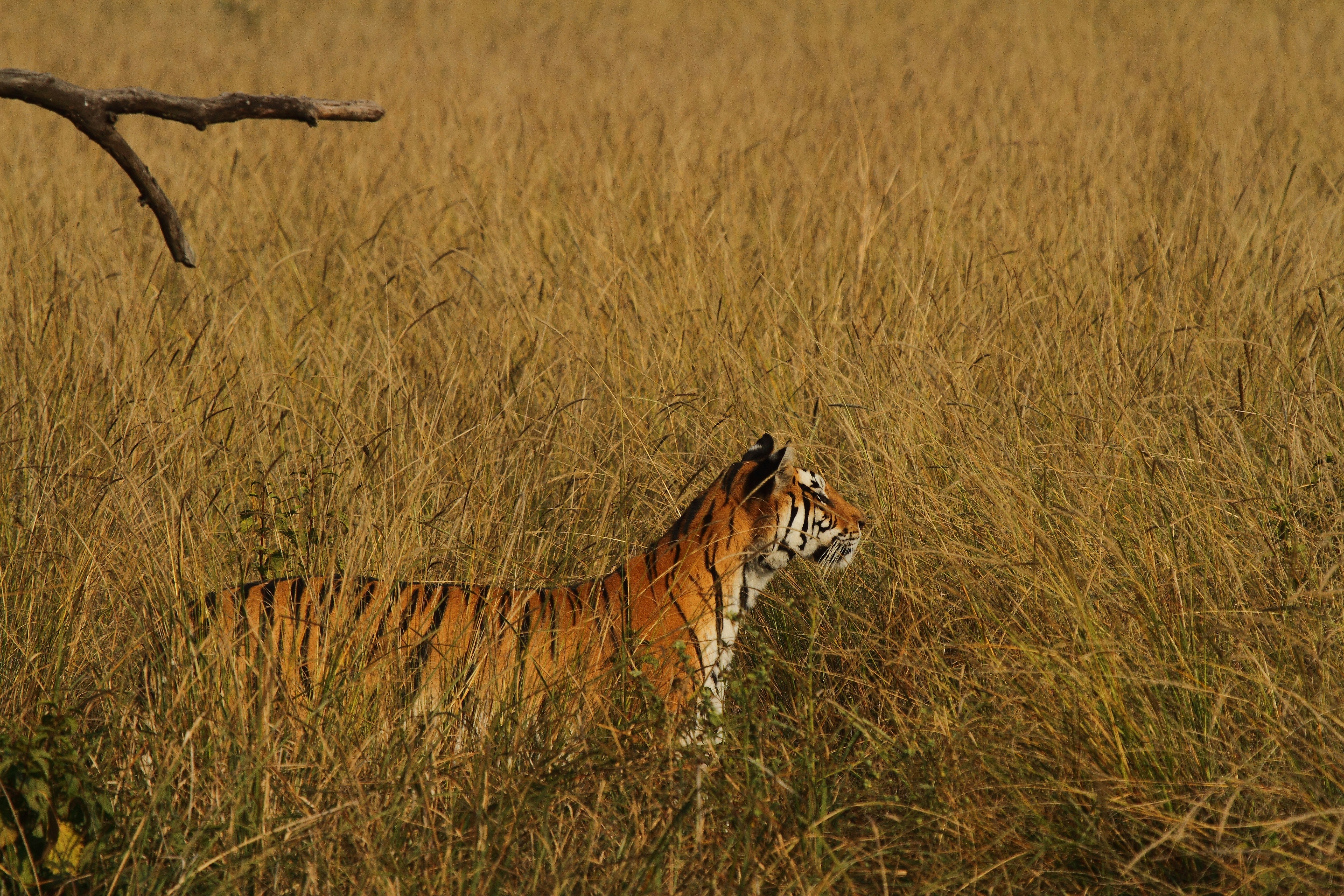 Photo by mohan_moolepetlu