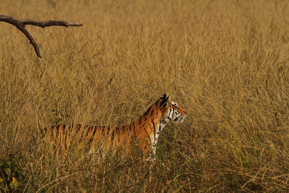 tigre circondata dall'erba