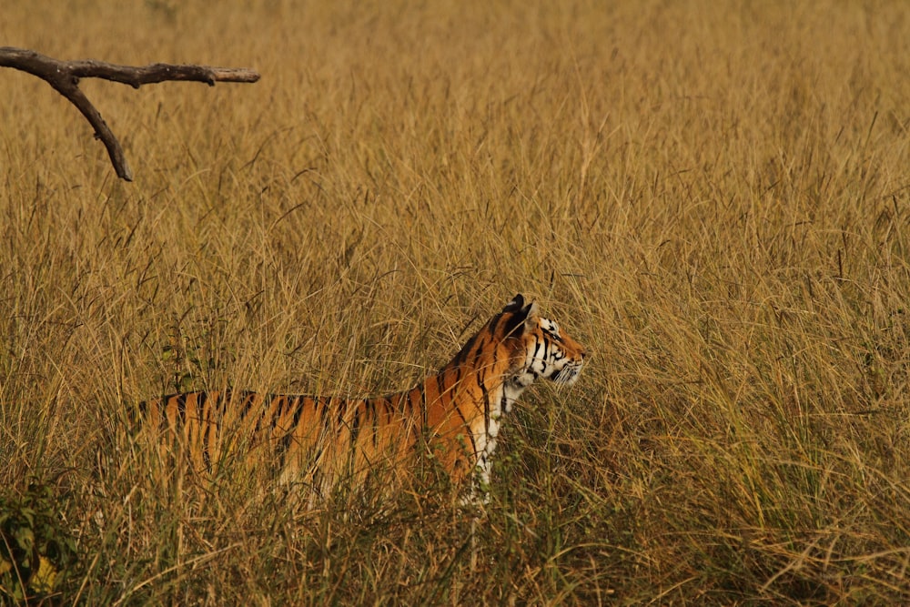 tiger surrounded by grass