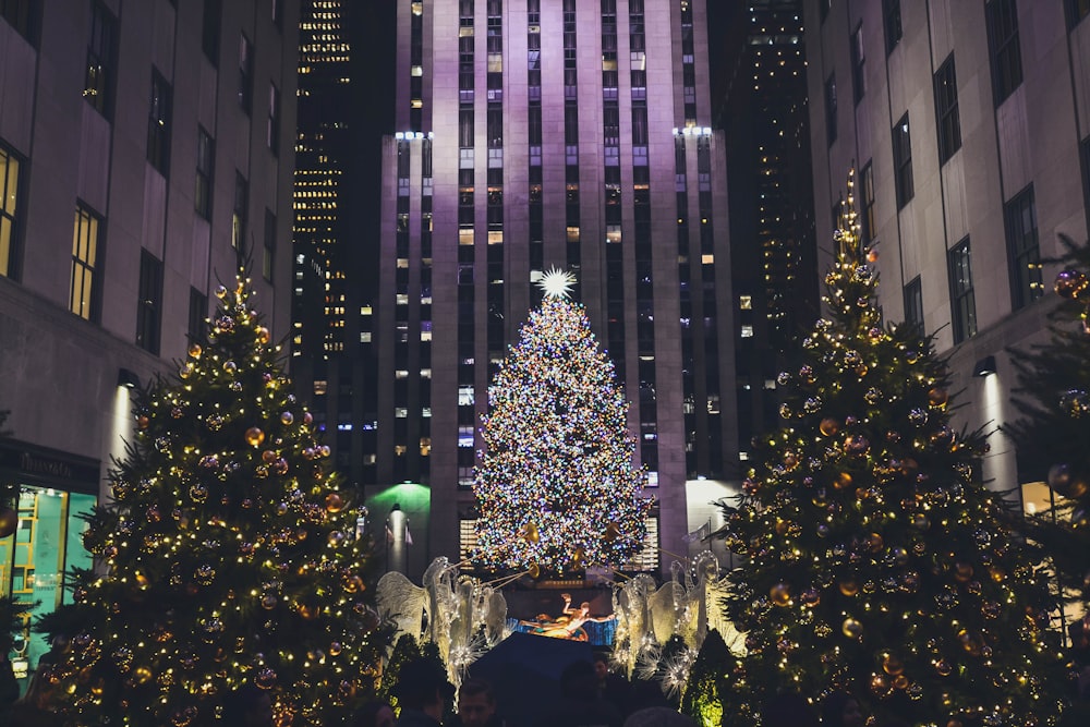 lighted Christmas trees