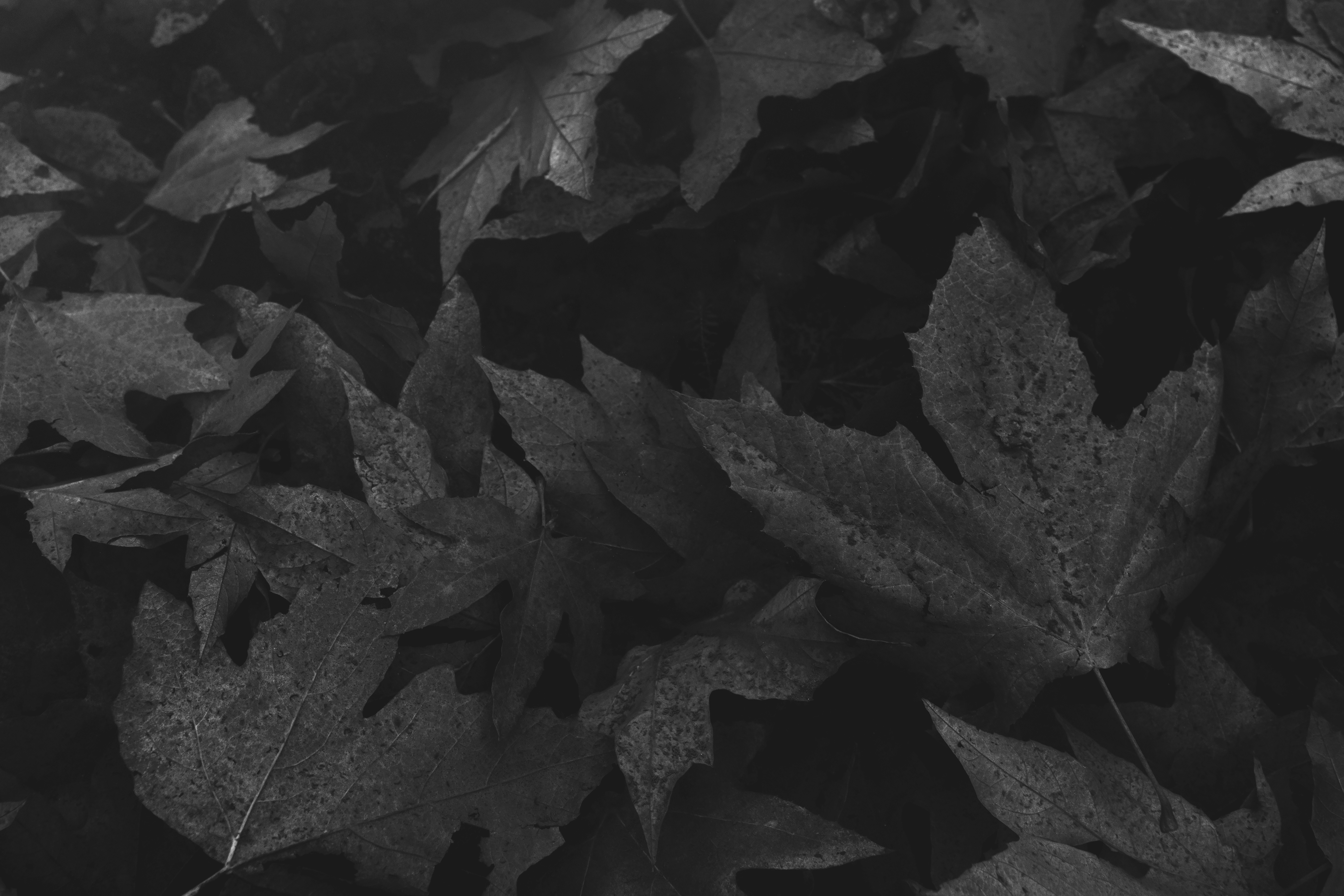 Photo by timmossholder