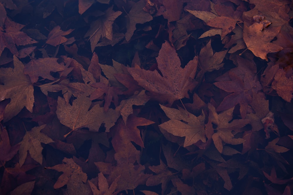 brown maple leaves