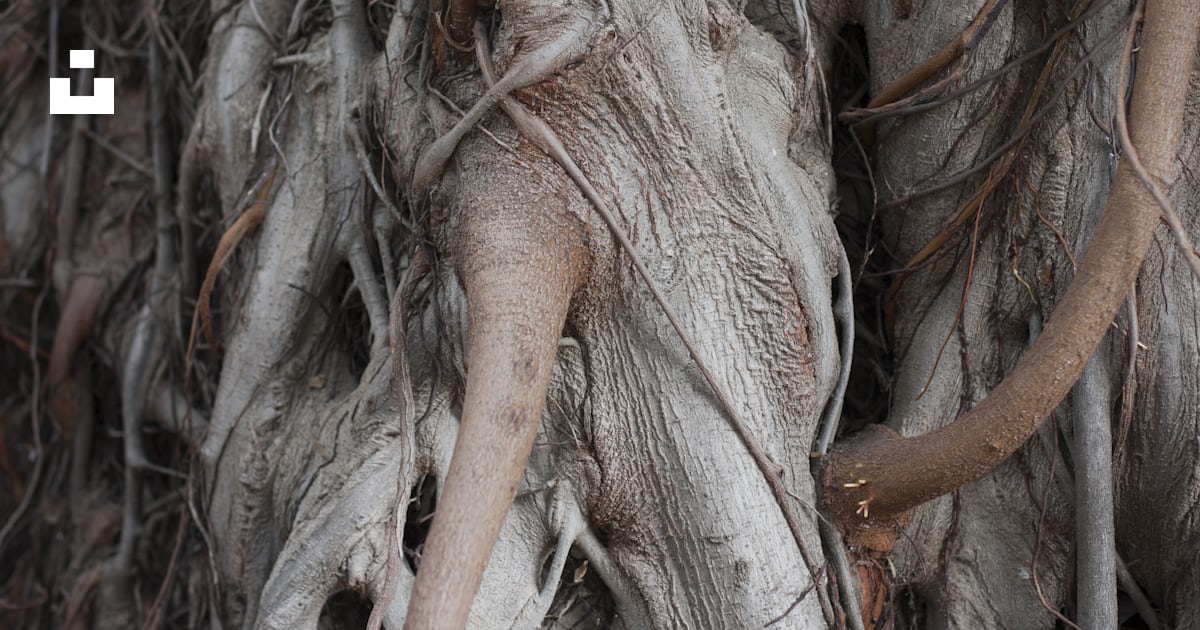 Tree roots photo – Free Grey Image on Unsplash