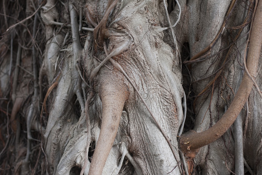 raízes de árvores