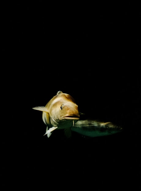 brown fish
