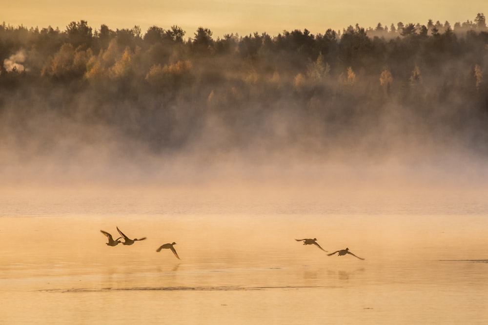 five flying birds