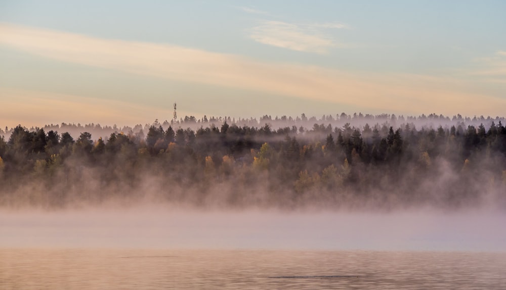 trees covered in fog