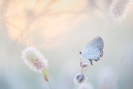 butterfly perched on petaled flower