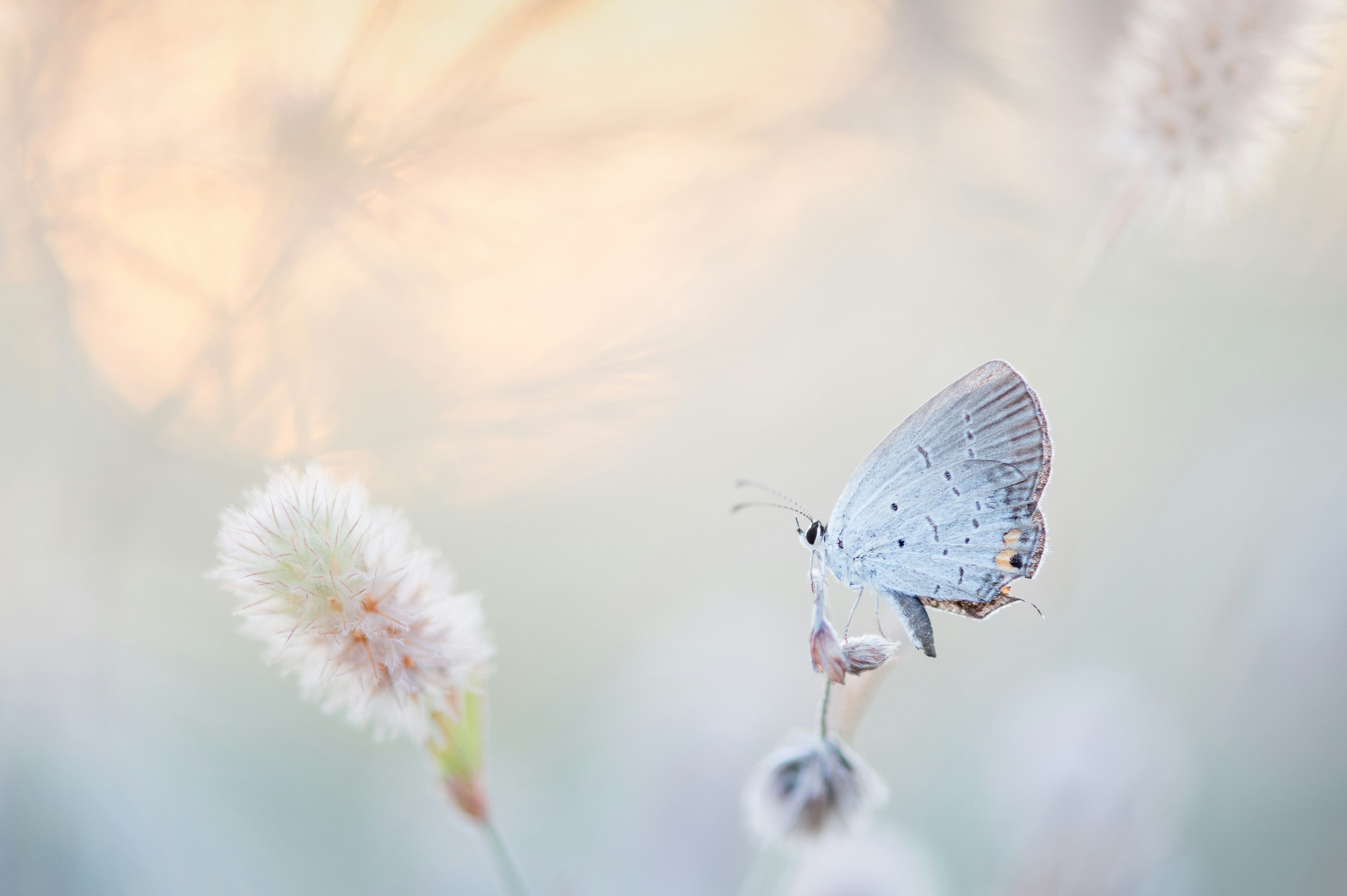 An Eastern Tailed-blue sits on a small plant in a very light colored field as the sun sets in the sky behind it.