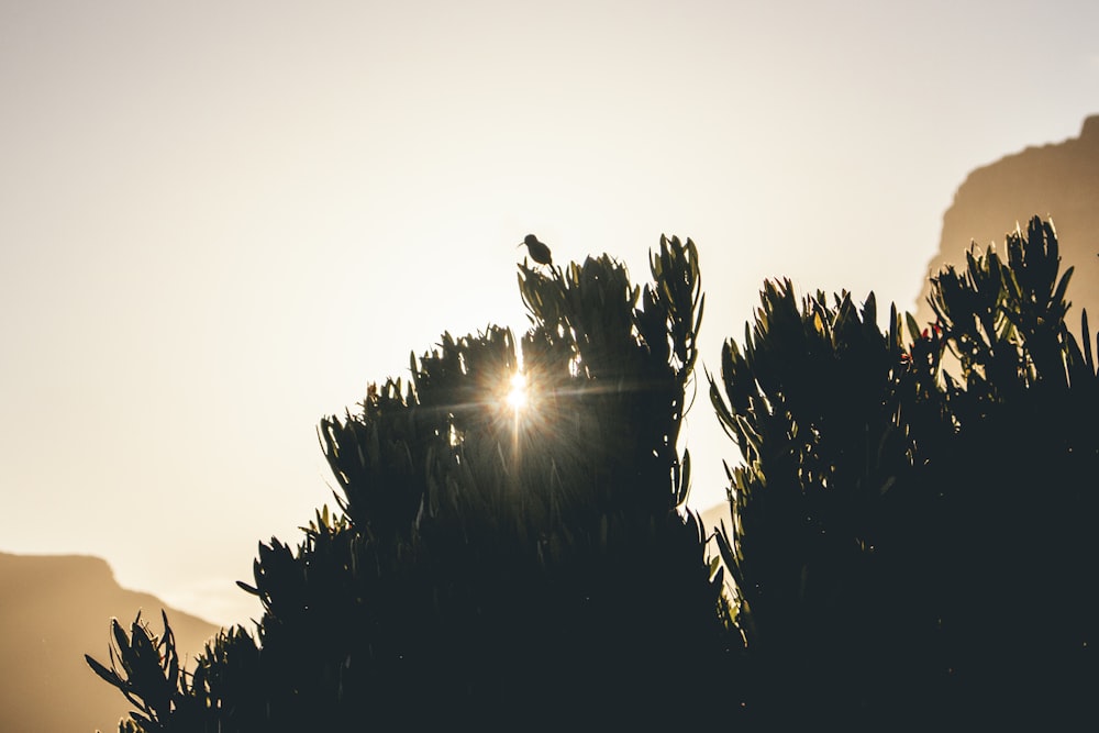 trees under sunlight