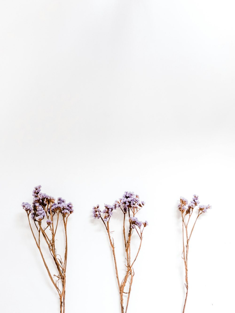 drei violettblättrige Blüten auf weißer Oberfläche