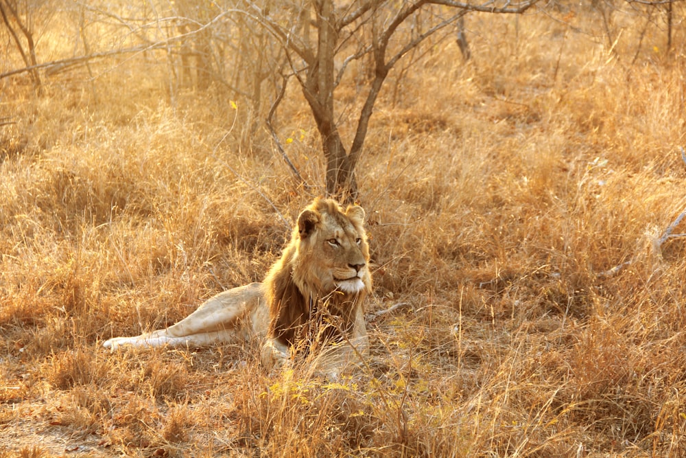 lion lying at the wild beside bare tree during day