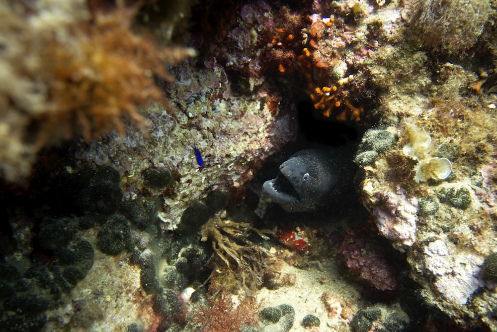 peixes cinzentos pequenos