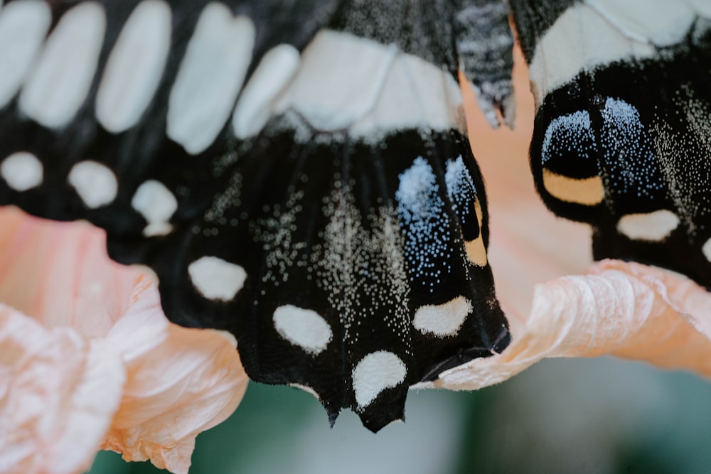 black and white butterfly