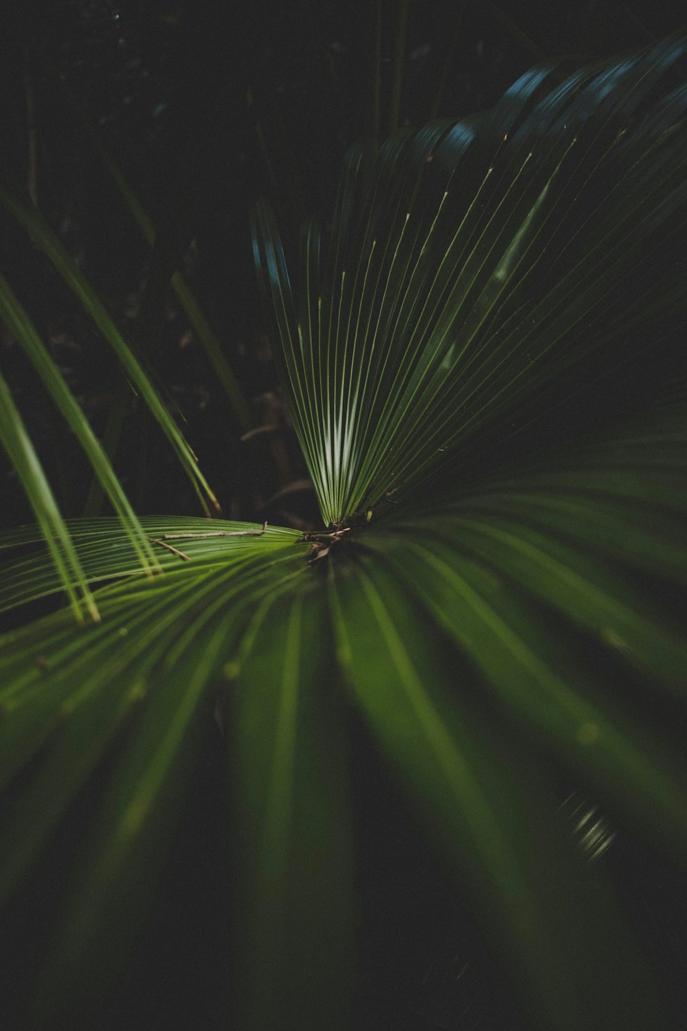 Nahaufnahme der grünen Palmenpflanze