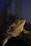 A reptile with rough, spiky skin is gazing intently, showing its textured scales and almond-shaped eye. The lighting is dim, emphasizing the lizard's intricate skin pattern and natural coloration.