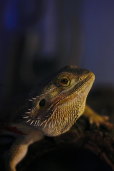 A reptile with rough, spiky skin is gazing intently, showing its textured scales and almond-shaped eye. The lighting is dim, emphasizing the lizard's intricate skin pattern and natural coloration.