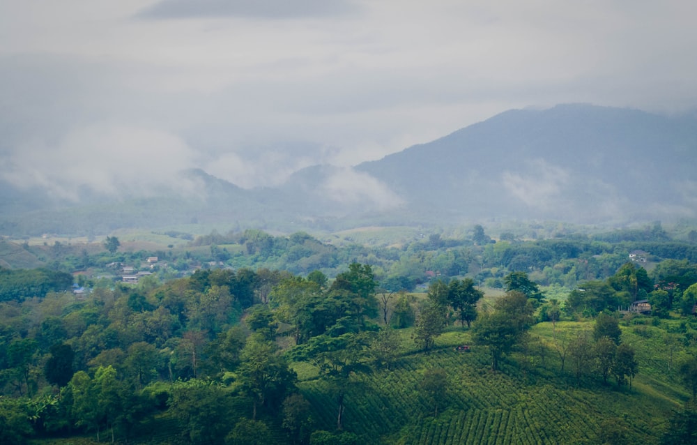 Photographie aérienne de forêt et de montagnes