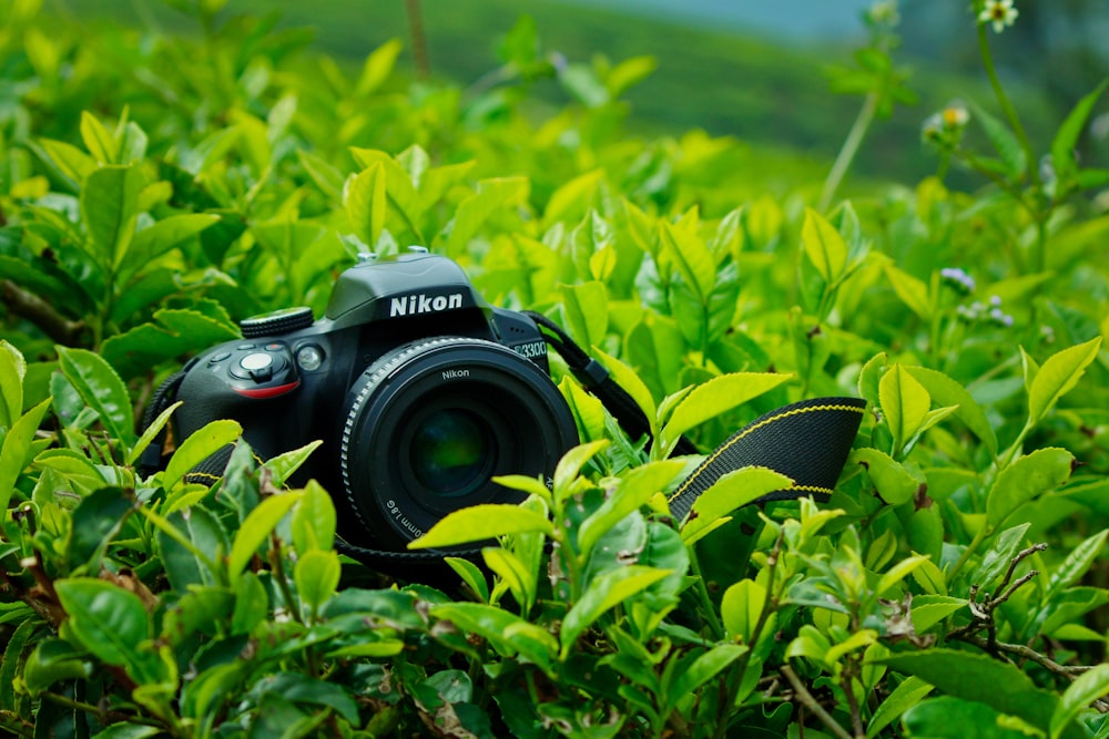 câmera DSLR Nikon preta cercada por planta de folha verde