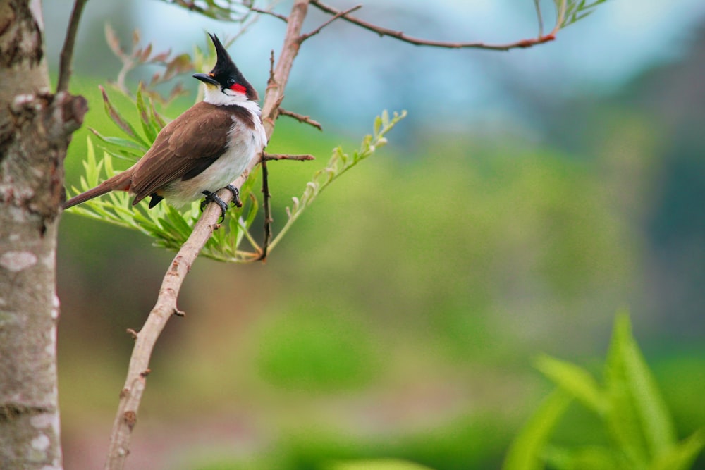 black, white, and brown bird birching on tree branch