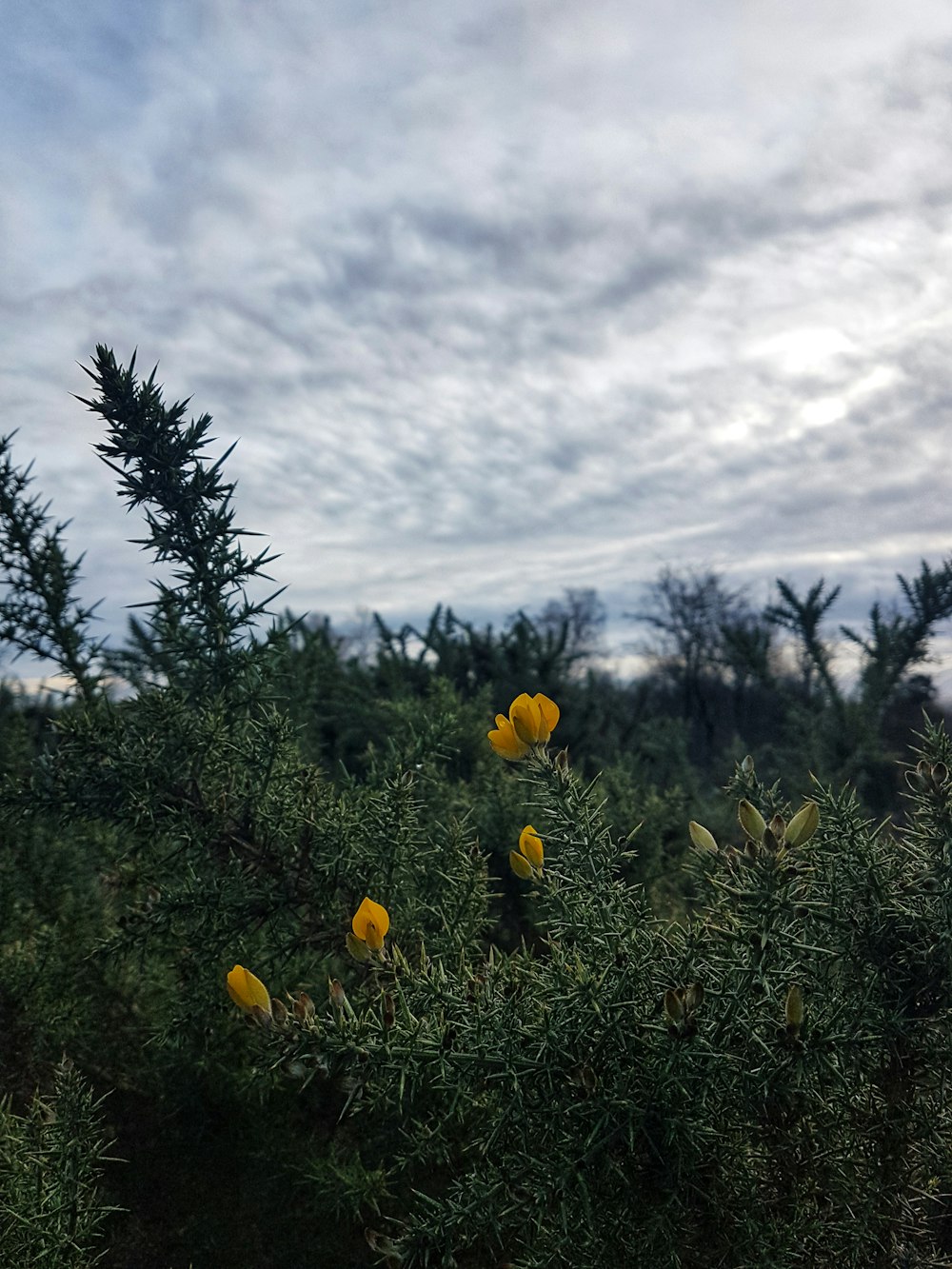yellow petaled flower under white clouds
