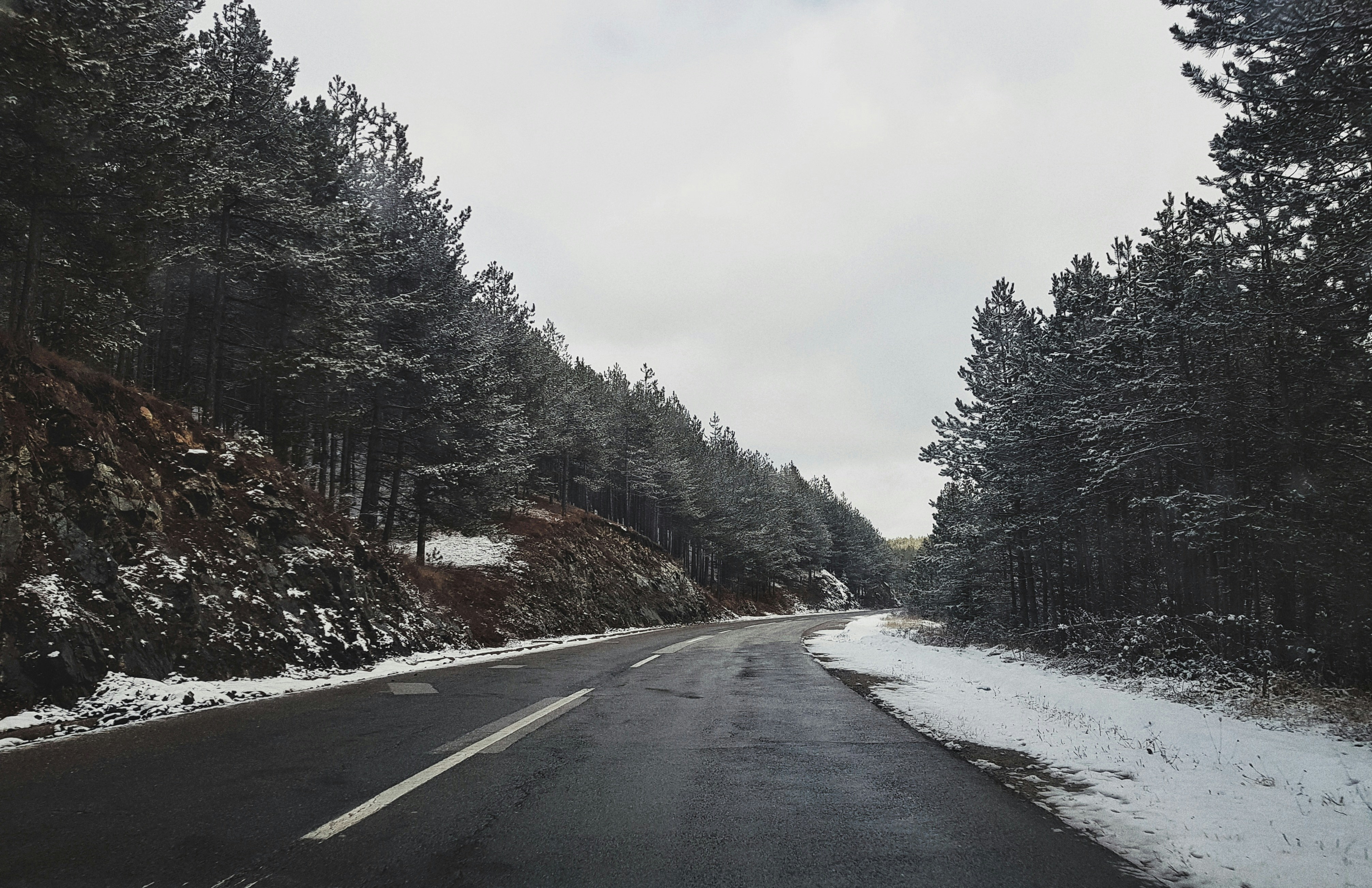 strada asfaltata tra gli alberi