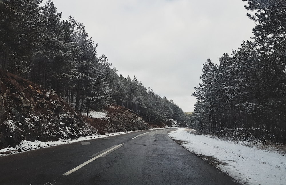 asphalt road between trees