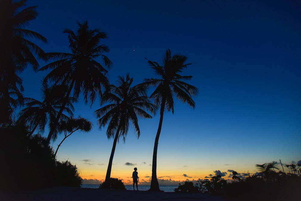 person standing near palm trees in silhouette photography