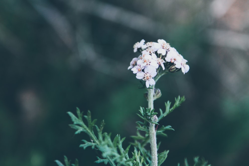 white-petaled flowers