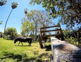 A serene landscape with a small black horse or pony grazing on lush green grass. In the foreground, an old wooden cart with weathered planks stands with a rustic charm. Tall palm trees and various other trees with dense foliage surround the area, creating a natural, peaceful setting under a clear blue sky.