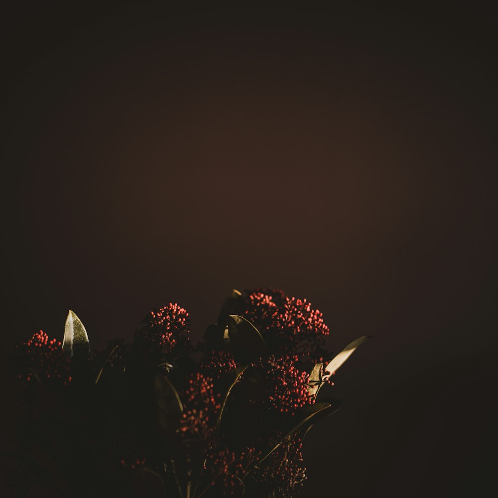 selective focus photography of red flowers