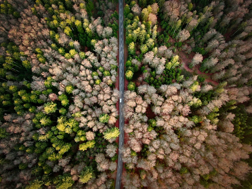 나무 사이의 도로의 조감도 사진