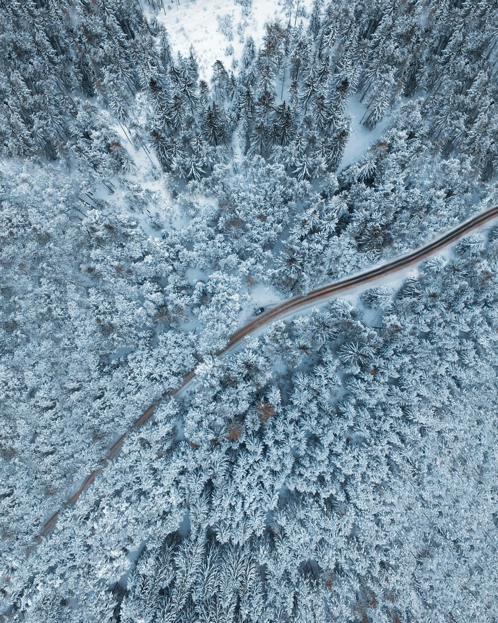 bird's-eye view photo of empty way surrounded by pine trees