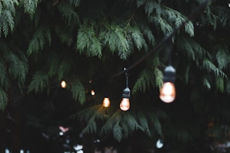 powered-on light bulbs near tree