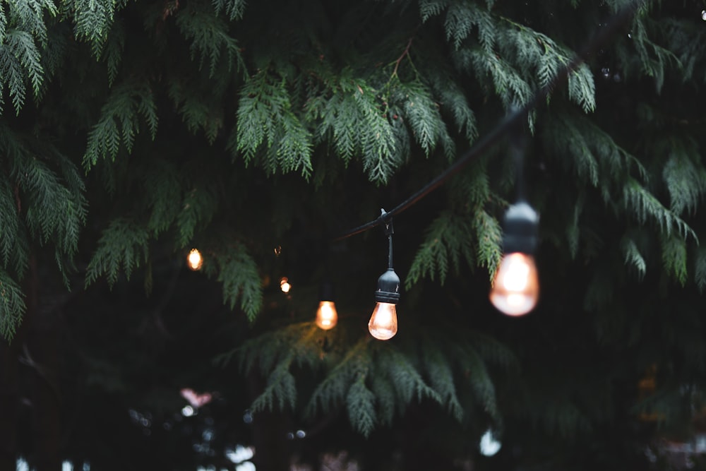 Eingeschaltete Glühbirnen in der Nähe eines Baumes