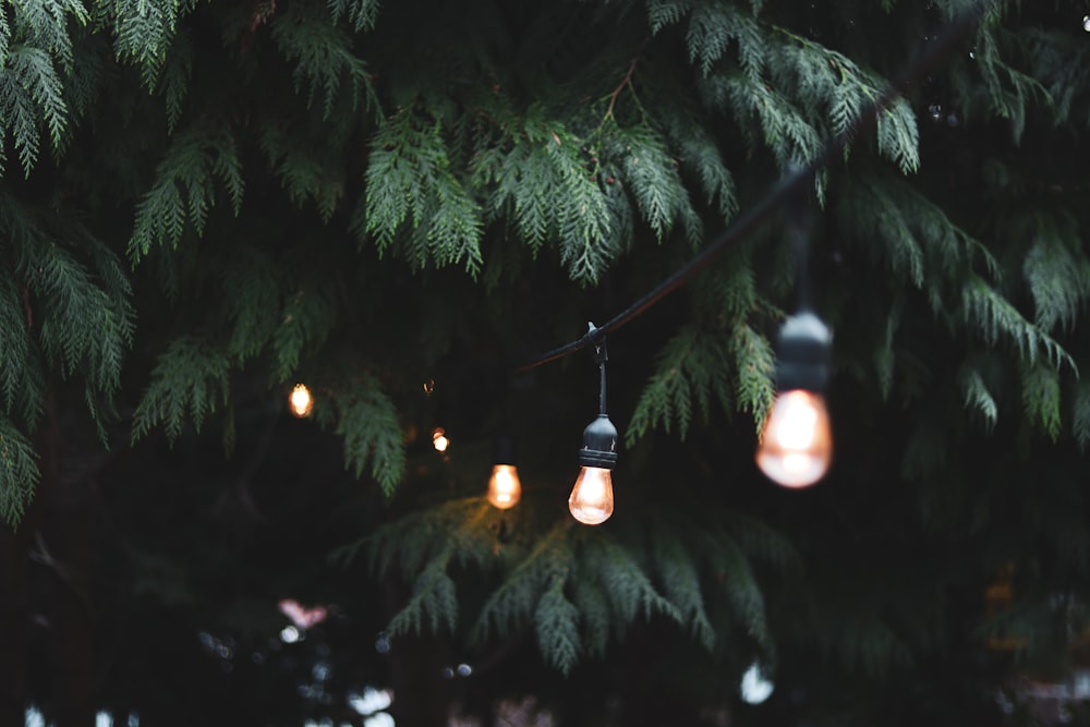 powered-on light bulbs near tree