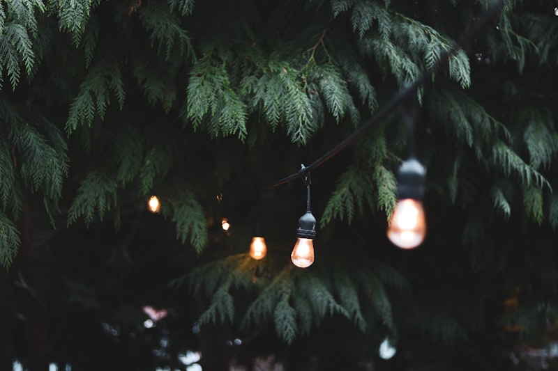 Warm outdoor bulbs glowing near a tree